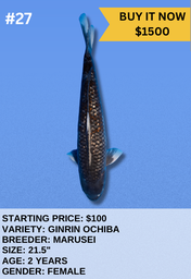 [Koi Auction- #27- Ginrin Ochiba] Koi Auction- #27- Ginrin Ochiba