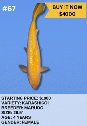 [Koi Auction- #67 - Karashigoi] Koi Auction- #67 - Karashigoi