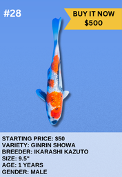 [Koi Auction- #28- Ginrin Showa] Koi Auction- #28- Ginrin Showa