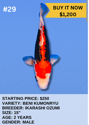 [Koi Auction- #29- Beni Kumonryu] Koi Auction- #29- Beni Kumonryu