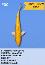 [Koi Auction- #30- Yamabuki] Koi Auction- #30- Yamabuki