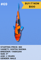 [Koi Auction- #69 - Doitsu Showa] Koi Auction- #69 - Doitsu Showa