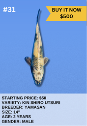 [Koi Auction- #31- Kin Shiro Utsuri] Koi Auction- #31- Kin Shiro Utsuri