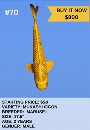 [Koi Auction- #70 - Mukashi Ogon] Koi Auction- #70 - Mukashi Ogon