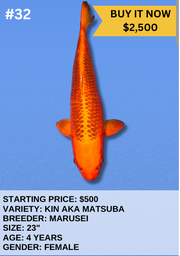 [Koi Auction- #32-Kin Aka Matsuba] Koi Auction- #32- Kin Aka Matsuba