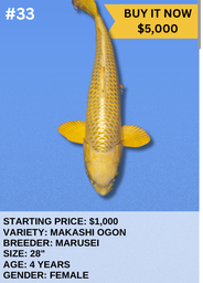 [Koi Auction- #33- Makashi Ogon] Koi Auction- #33- Mukashi Ogon