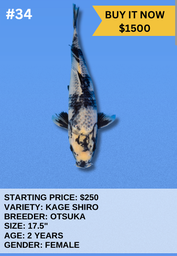 [Koi Auction- #34- Kage Shiro] Koi Auction- #34- Kage Shiro