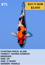[Koi Auction- #71 - Showa Dianichi] Koi Auction- #71 - Showa Dainichi