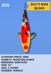 [Koi Auction- #35- Maruten Sanke] Koi Auction- #35- Maruten Sanke