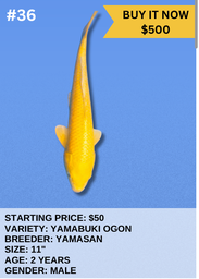 [Koi Auction- #36- Yamabuki Ogon] Koi Auction- #36- Yamabuki Ogon