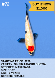 [Koi Auction- #72 - Ginrin Tancho Showa] Koi Auction- #72 - Ginrin Tancho Showa
