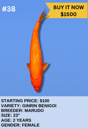 [Koi Auction- #38- Ginrin Benigoi] Koi Auction- #38- Ginrin Benigoi