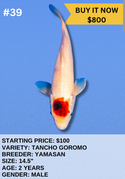 [Koi Auction- #39- Tancho Goromo] Koi Auction- #39- Tancho Goromo