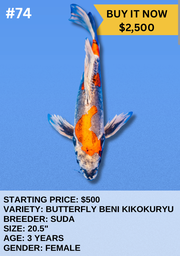 [Koi Auction- #74 - Butterfly Beni Kikokuryu] Koi Auction- #74 - Butterfly Beni Kikokuryu
