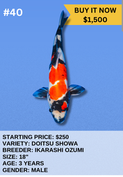 [Koi Auction- #40- Doitsu Showa] Koi Auction- #40 - Doitsu Showa