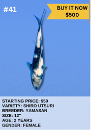 [Koi Auction- #41- Shiro Utsuri] Koi Auction- #41- Shiro Utsuri