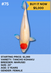 [Koi Auction- #75- Tancho Kohaku] Koi Auction- #75 - Tancho Kohaku
