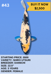 [Koi Auction- #43- Shiro Utsuri] Koi Auction- #43- Shiro Utsuri