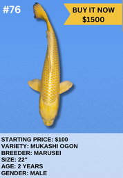 [Koi Auction- #76 - Mukashi Ogon] Koi Auction- #76 - Mukashi Ogon