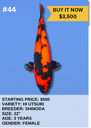 [Koi Auction- #44- Hi Utsuri] Koi Auction- #44- Hi Utsuri