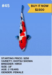 [Koi Auction- #45- Doitsu Showa] Koi Auction- #45- Doitsu Showa