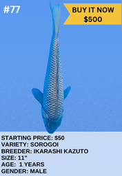 [Koi Auction- #77 - Sorogoi] Koi Auction- #77 - Sorogoi