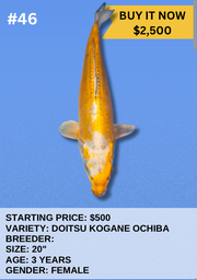 [Koi Auction- #46- Doitsu Kogane Ochiba] Koi Auction- #46- Doitsu Kogane Ochiba