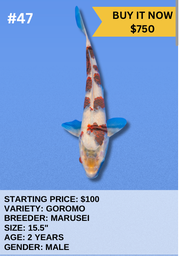 [Koi Auction- #47- Goromo] Koi Auction- #47- Goromo