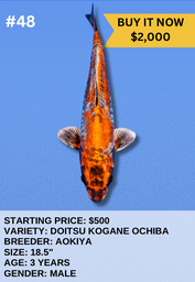 [Koi Auction- #48- Doitsu Kogane Ochiba] Koi Auction- #48- Doitsu Kogane Ochiba