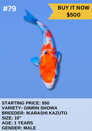 [Koi Auction- #79 - Ginrin Showa] Koi Auction- #79 - Ginrin Showa