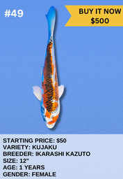 [Koi Auction- #49- Kujaku] Koi Auction- #49- Kujaku