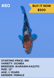 [Koi Auction- #80 - Ochiba] Koi Auction- #80 - Ochiba