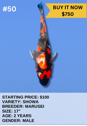 [Koi Auction- #50- Showa] Koi Auction- #50- Showa