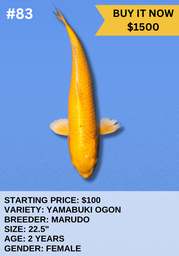 [Koi Auction- #83 - Yamabuki] Koi Auction- #83 - Yamabuki