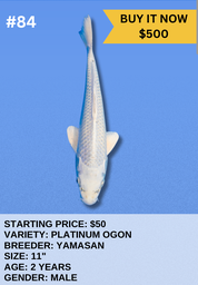 [Koi Auction- #84 - Platinum Ogon] Koi Auction- #84 - Platinum Ogon