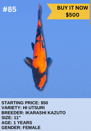 [Koi Auction- #85 - Hi Utsuri] Koi Auction- #85 - Hi Utsuri