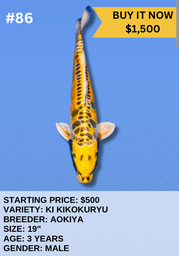 [Koi Auction- #86 - Ki Kikokuryu] Koi Auction- #86 - Ki Kikokuryu