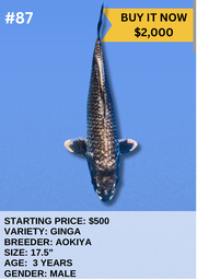 [Koi Auction- #87 - Ginga] Koi Auction- #87 - Ginga