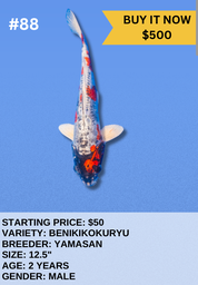 [Koi Auction- #88 - Beni Kikokuryu] Koi Auction- #88 - Beni Kikokuryu