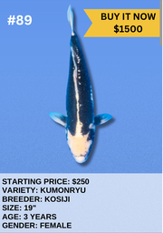 [Koi Auction- #89 - Kumonryu] Koi Auction- #89 - Kumonryu