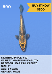[Koi Auction- #90 - Ginrin Kin Kabuto] Koi Auction- #90 - Ginrin Kin Kabuto