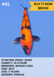 [Koi Auction- #91 - Hi Utsuri] Koi Auction- #91 - Hi Utsuri