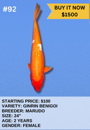 [Koi Auction- #92 - Ginrin Benigoi] Koi Auction- #92 - Ginrin Benigoi