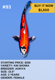 [Koi Auction- #93 - Kin Showa] Koi Auction- #93 - Kin Showa