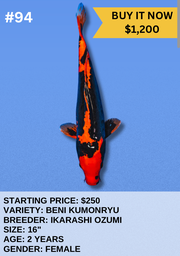 [Koi Auction- #94 - Beni KIkokuryu] Koi Auction- #94 - Beni Kikokuryu