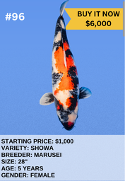 [Koi Auction- #96 - Showa] Koi Auction- #96 - Showa