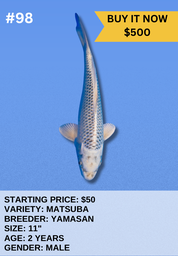 [Koi Auction- #98 - Matsuba] Koi Auction- #98 - Matsuba