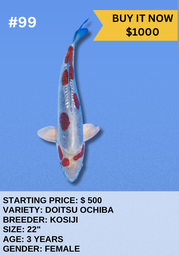 [Koi Auction- #99 - Doitsu Ochiba] Koi Auction- #99 - Doitsu Ochiba