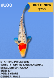 [Koi Auction- #100 - Ginrin Tancho Sanke] Koi Auction- #100 - Ginrin Tancho Sanke