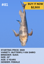 [Koi Auction- #81 - Butterfly Kin Shiro] Koi Auction- #81 - Butterfly Kin Shiro